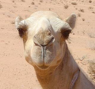 camel blonde